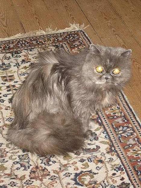 Perser Trine - Hun er jo bare for smuk billede 2