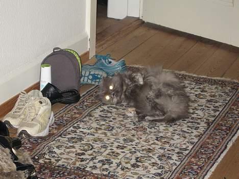 Perser Trine - Sprede duft, eller noget billede 3