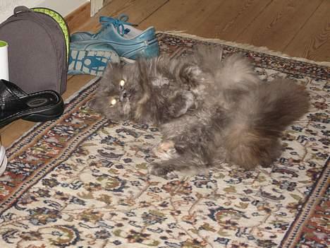 Perser Trine - Igen billede 4