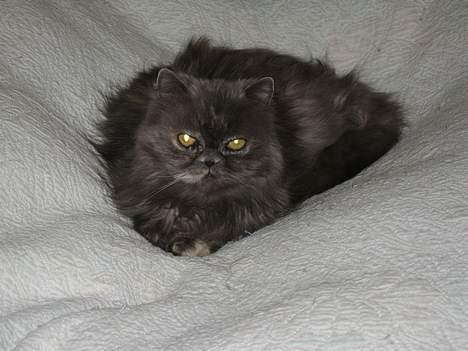 Perser Trine - Det er hårdt at sprede duft, så hun tager lige en slapper på sengen billede 5