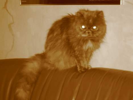 Perser Trine - Dette billede er taget med rød linse billede 6