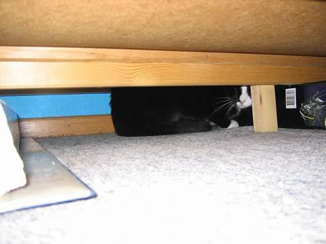 Blanding af racer Hermann - Tittebø billede 11