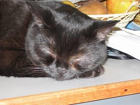 British Shorthair Kassio - Kassio fik lov til at lege med en næsten tom wc-rulle - Det var sjovt! :P billede 1