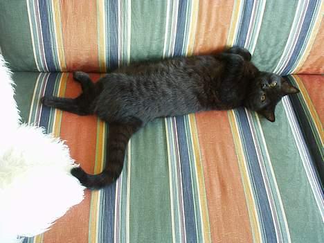 British Shorthair Kassio - Mange timer bliver brugt på at slange sig. billede 2