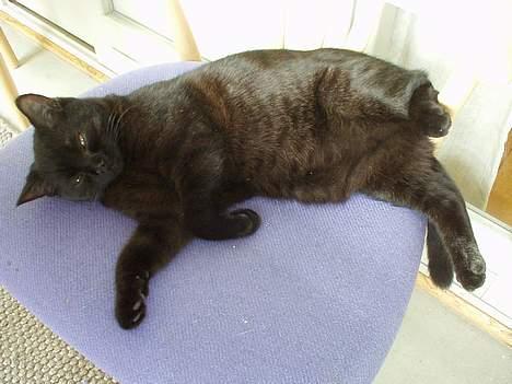 British Shorthair Kassio billede 3