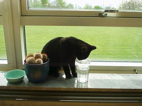 British Shorthair Kassio - Efter der kom vand i vinduet bliver der ikke drukket vand i køkkenet billede 4