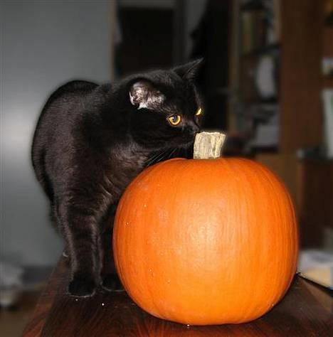 British Shorthair Kassio - Mmmm...havregryn! :P billede 5