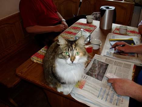 Norsk Skovkat Askepot - hejsa billede 5