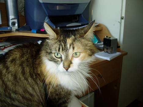 Norsk Skovkat Askepot - BØH billede 6