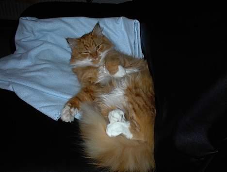 Blanding af racer Bobo billede 2