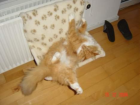 Blanding af racer Bobo - Kiropraktoren siger det skulle være godt at sove sådan!! billede 3