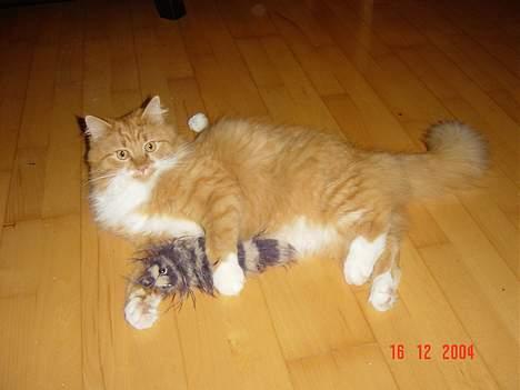 Blanding af racer Bobo - Prøv og se om du kan få den fra mig!? billede 4