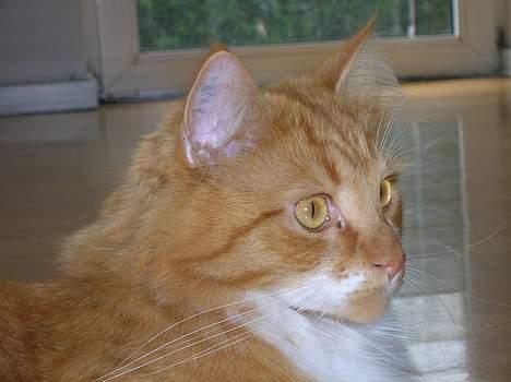 Blanding af racer Bobo billede 5