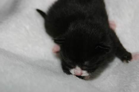 Blanding af racer Zoro (Død 1 januar) billede 7