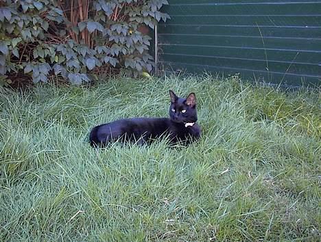 Huskat Stambi - Her hersker jeg altså billede 1