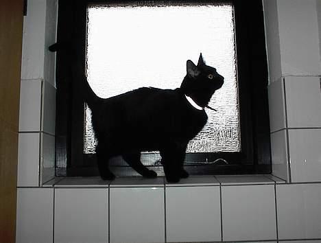 Huskat Stambi - Jeg eeelsker at komme højt til vejrs! billede 2