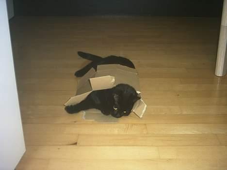 Huskat Stambi - Er det mon muligt at få en lidt større kasse?? billede 3