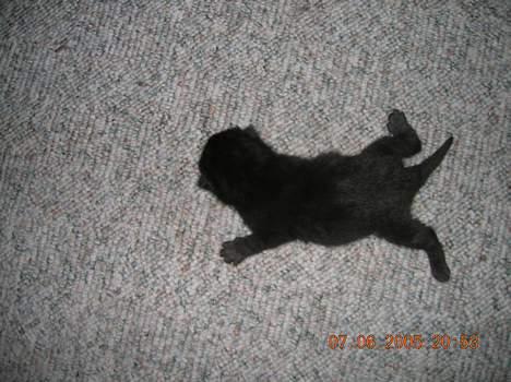 Blanding af racer Pjuske(har den ikke mere) billede 2