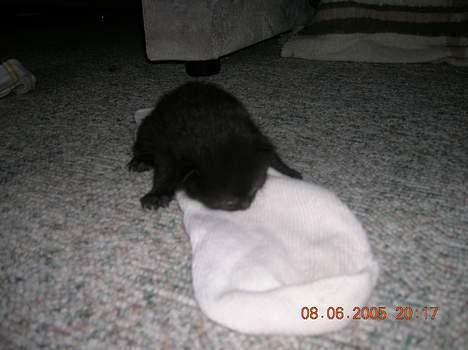 Blanding af racer Pjuske(har den ikke mere) billede 3