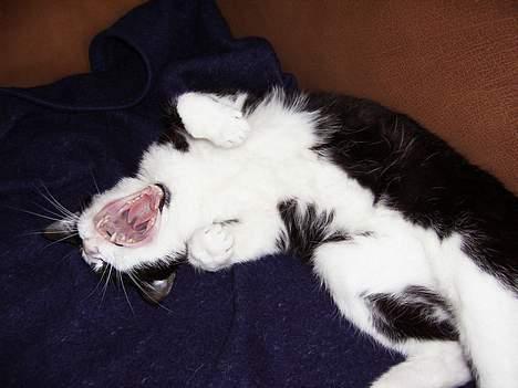 Blanding af racer Sylle billede 7