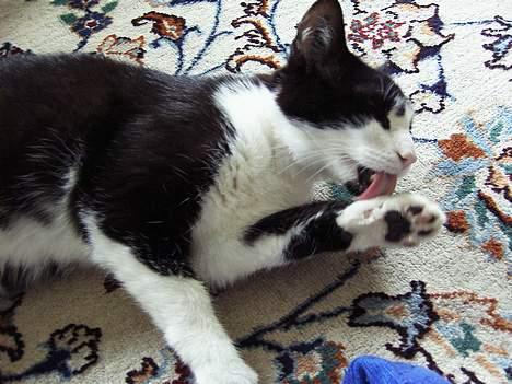 Blanding af racer Sylle - ren skal man vel også være... :b billede 8