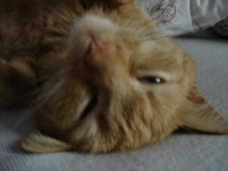 Blanding af racer Rosa - Nøøj, hvor kan hun se søvnig ud... på hovedet:D billede 9