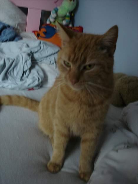 Blanding af racer Rosa billede 10