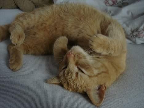 Blanding af racer Rosa - HA HA! Nu har jeg sengen:b billede 11