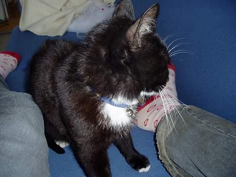 Blanding af racer Sofus billede 8