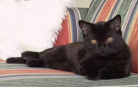 British Shorthair Kassio - Hygge i sofaen billede 6