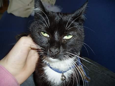 Blanding af racer Sofus - nu er han da smart? billede 9