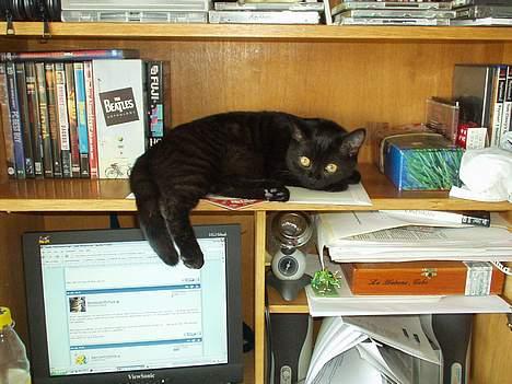 British Shorthair Kassio - Mig? Jeg hænger bare ud her... billede 7