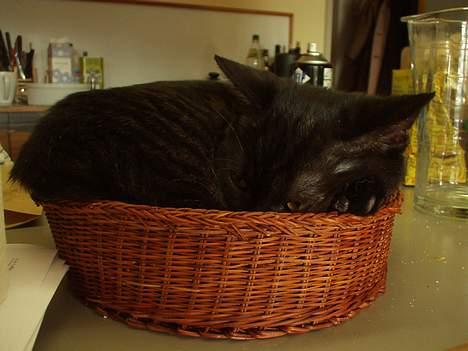 British Shorthair Kassio - Stor kat - lille kurv billede 8