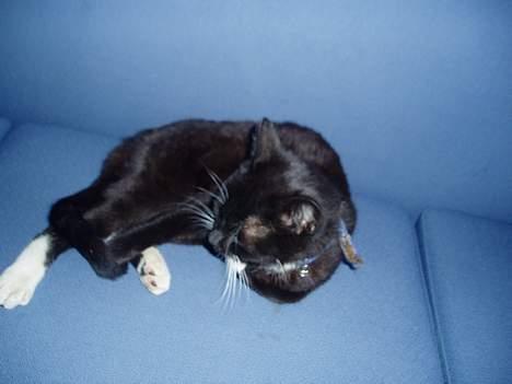 Blanding af racer Sofus billede 10