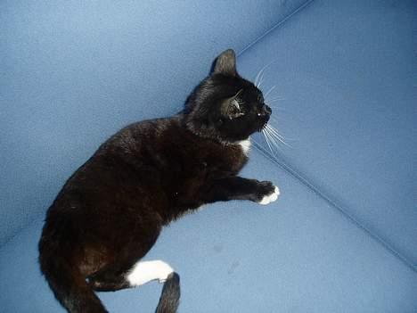 Blanding af racer Sofus billede 11