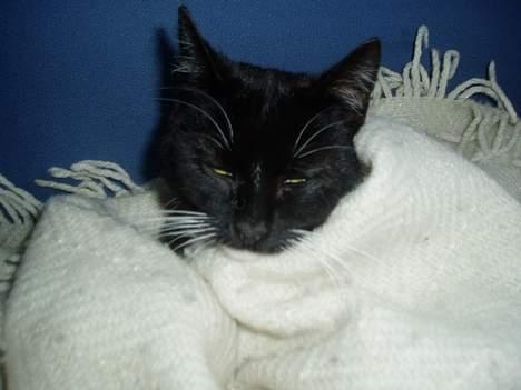 Blanding af racer Sofus billede 12