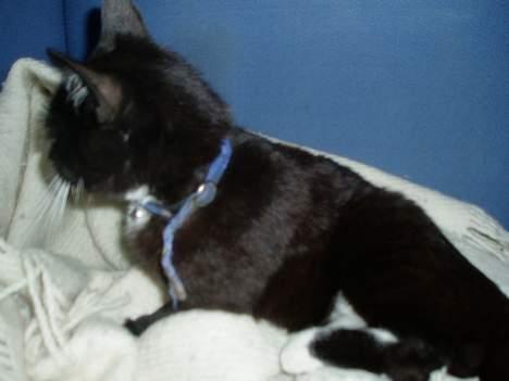 Blanding af racer Sofus billede 13