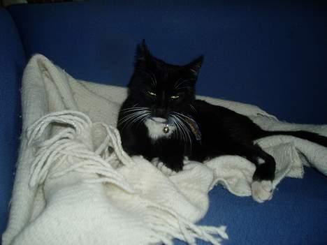 Blanding af racer Sofus billede 14