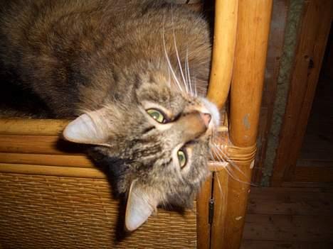 Norsk Skovkat Frederik billede 7