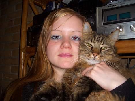 Norsk Skovkat Frederik billede 8