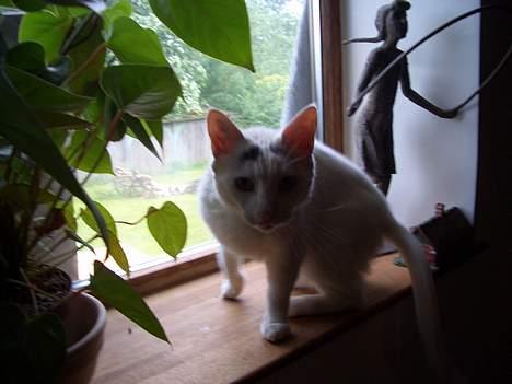 Blanding af racer Cordelia billede 11