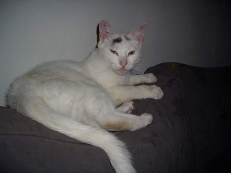 Blanding af racer Cordelia billede 12