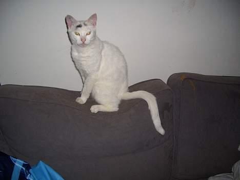 Blanding af racer Cordelia billede 13