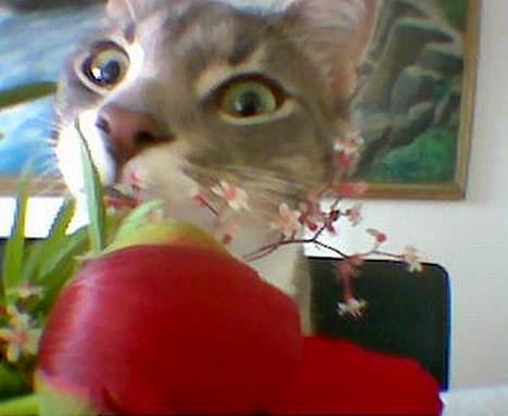 Blanding af racer Dimitri - Ja jeg kan også være enormt grim... billede 5