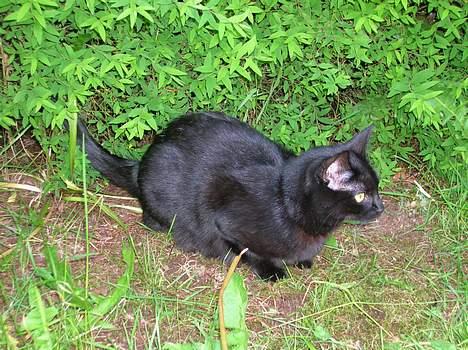 Huskat Stambi billede 4