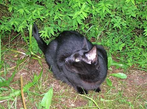 Huskat Stambi billede 5