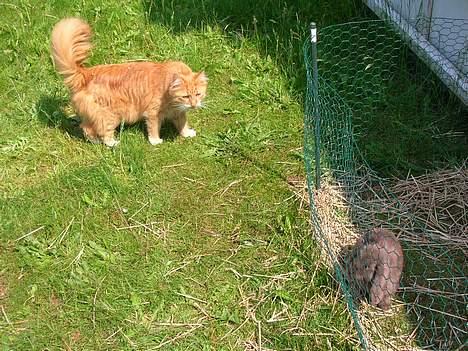 Blanding af racer Bobo - Hey Honey kommer du ikke ud og leger lidt?! billede 6