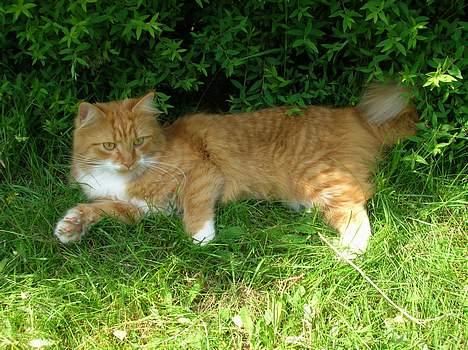 Blanding af racer Bobo billede 7