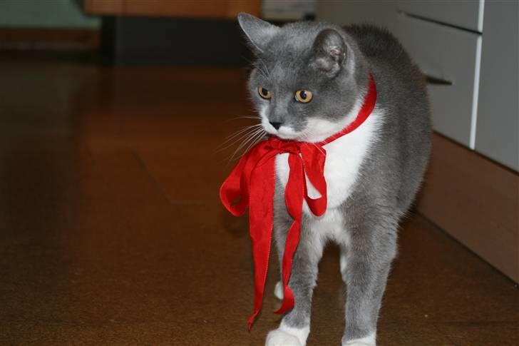 Blanding af racer Picasso - Hans øjne. billede 10