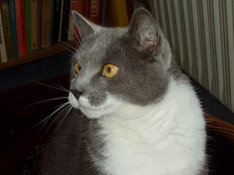 Blanding af racer Picasso - Picasso. billede 11